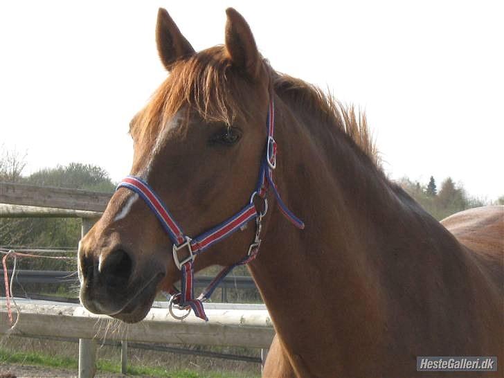 Anden særlig race Bayard billede 5