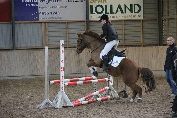 Anden særlig race Bayard - Foto: Sara Jørgensen billede 6