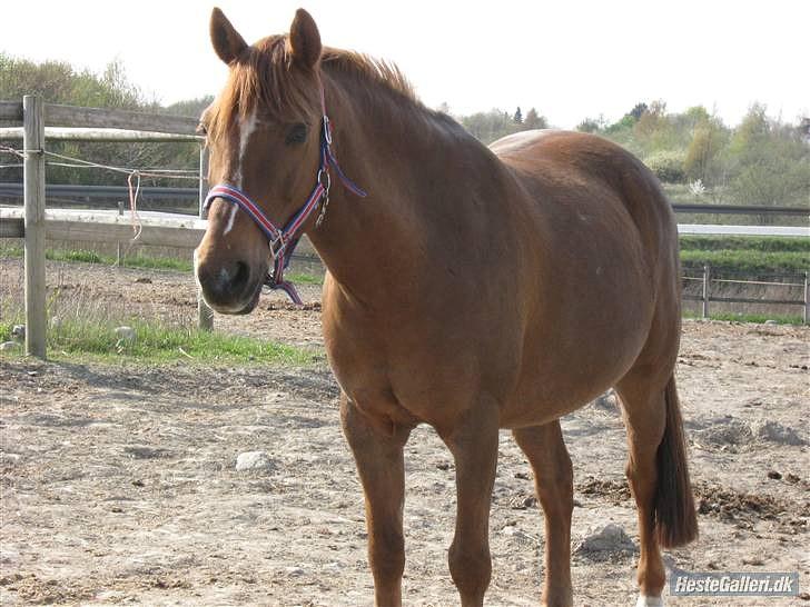 Anden særlig race Bayard billede 7