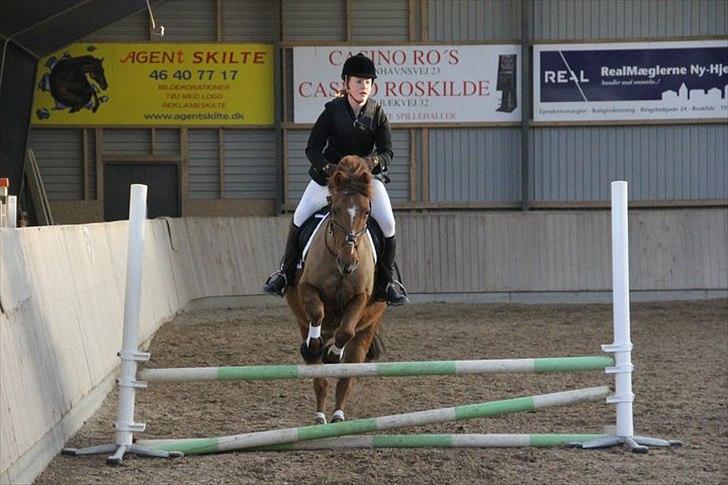 Anden særlig race Bayard - Foto: Sara Jørgensen billede 8