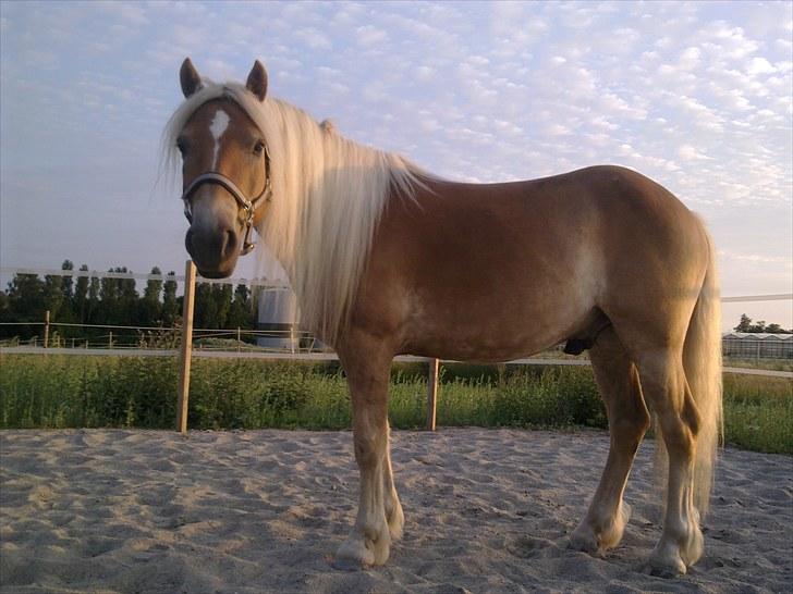 Tyroler Haflinger Stranor - Er han ikke fin? :-) billede 8