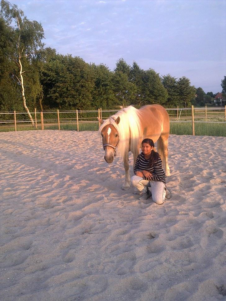 Tyroler Haflinger Stranor - hygge :-) billede 9