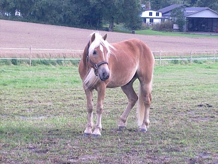 Tyroler Haflinger Stranor - på fold.. billede 10