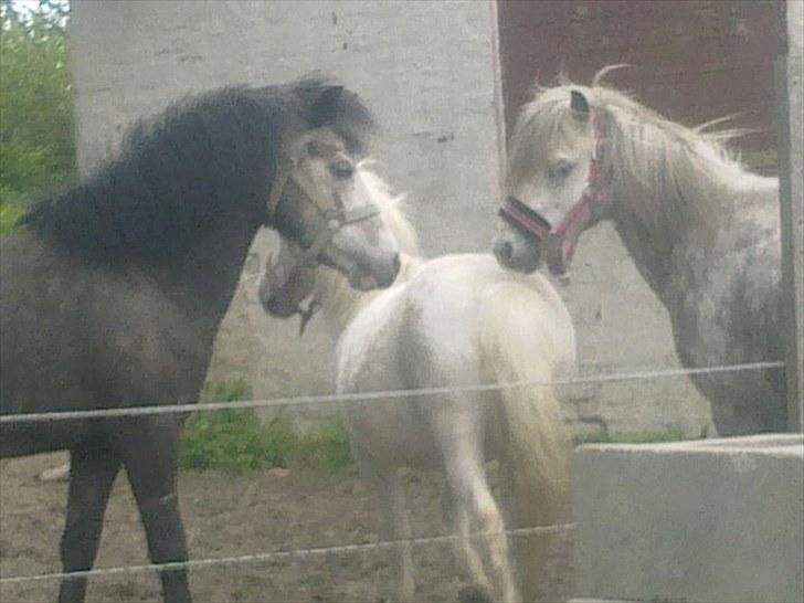 Anden særlig race Filur - Benneton, Kaj og Filur billede 6