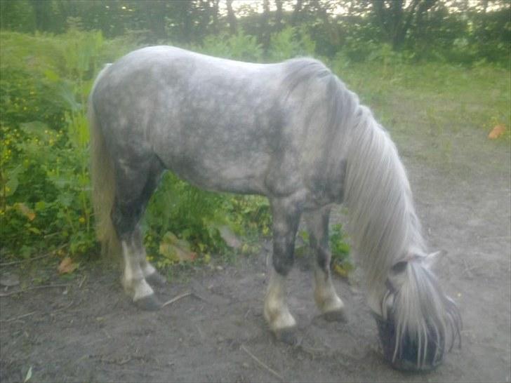 Anden særlig race Filur - Så smuk :) billede 9