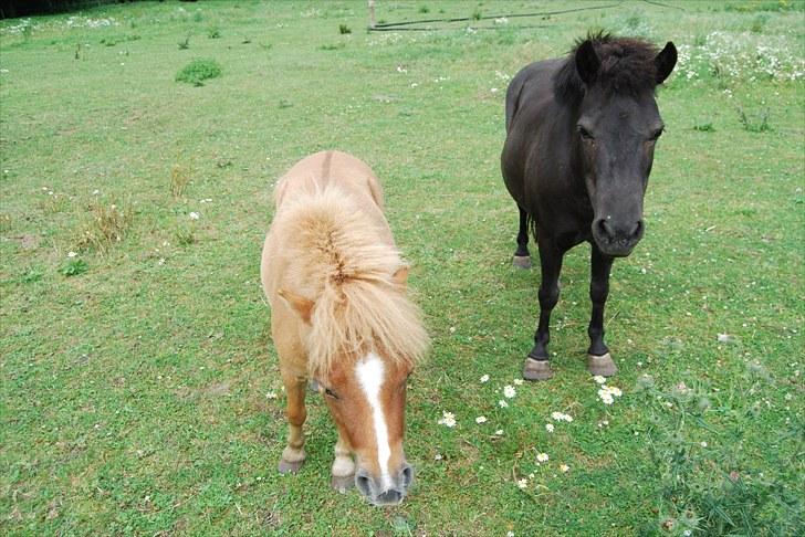 Shetlænder Sabrine - nr,18) NYT Luna og sabrina på folden!<3 Foto: mig! :D billede 13
