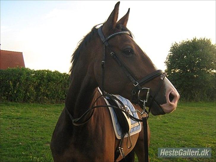 Svensk Varmblod Cordino R.I.P billede 1