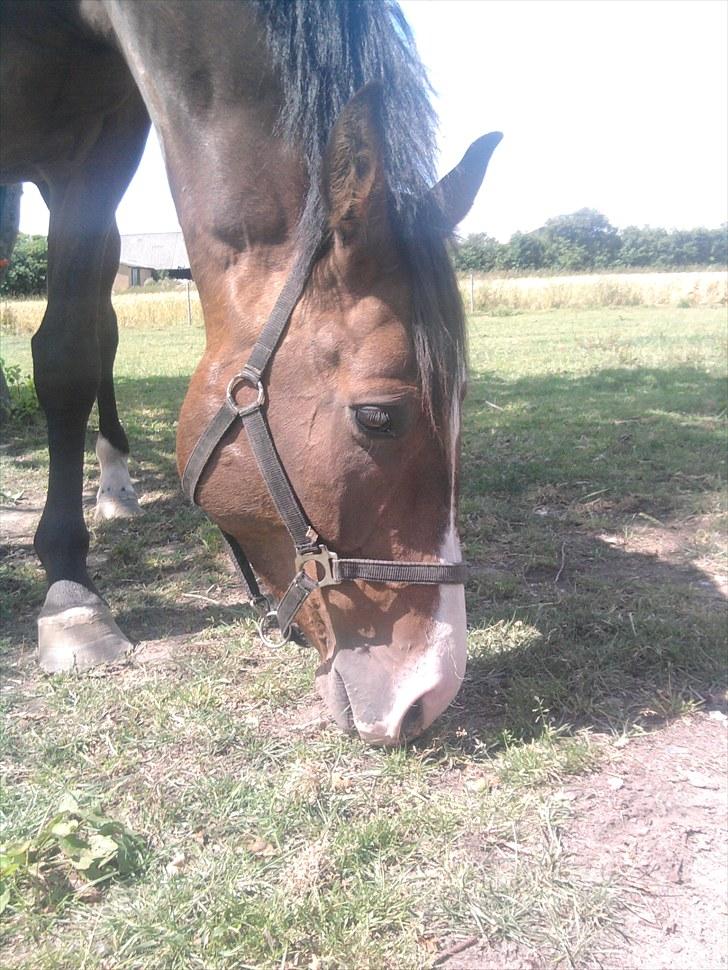 Svensk Varmblod Cordino R.I.P billede 9