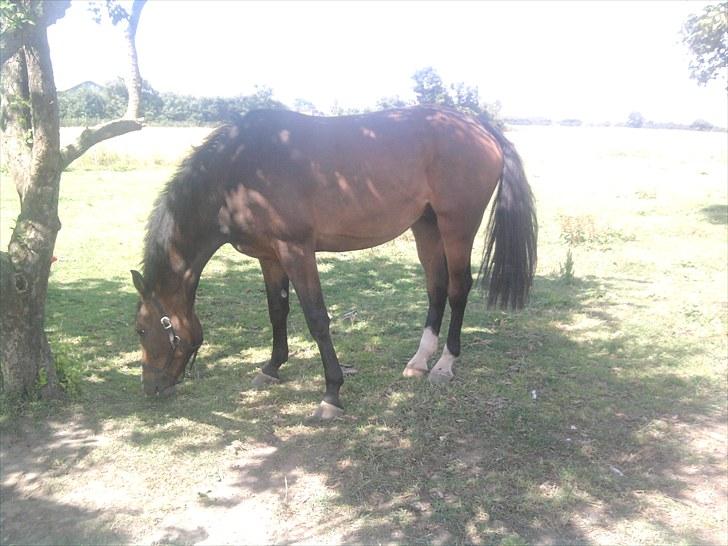 Svensk Varmblod Cordino R.I.P billede 11