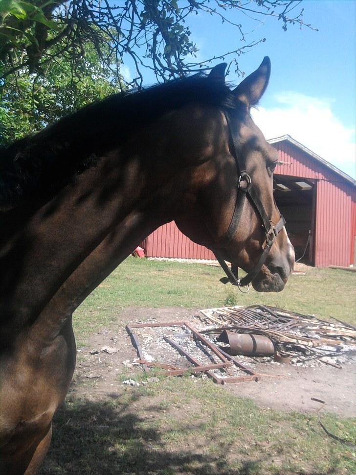 Svensk Varmblod Cordino R.I.P billede 12