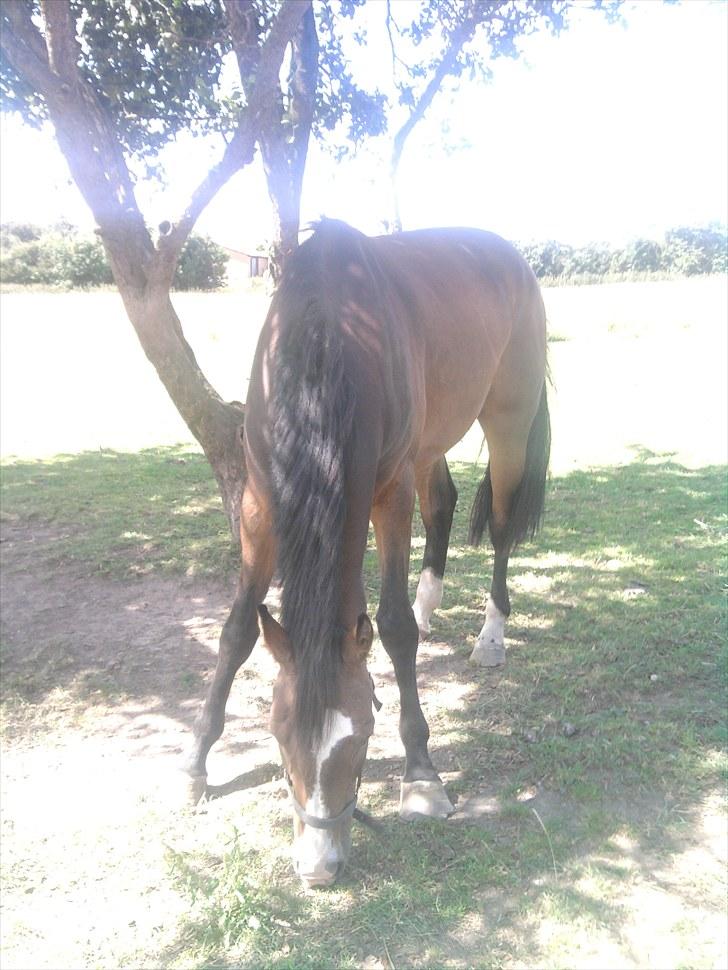 Svensk Varmblod Cordino R.I.P billede 13