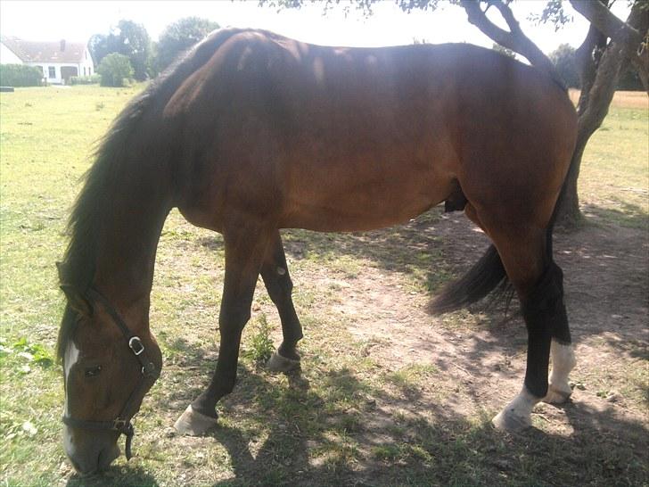 Svensk Varmblod Cordino R.I.P billede 14