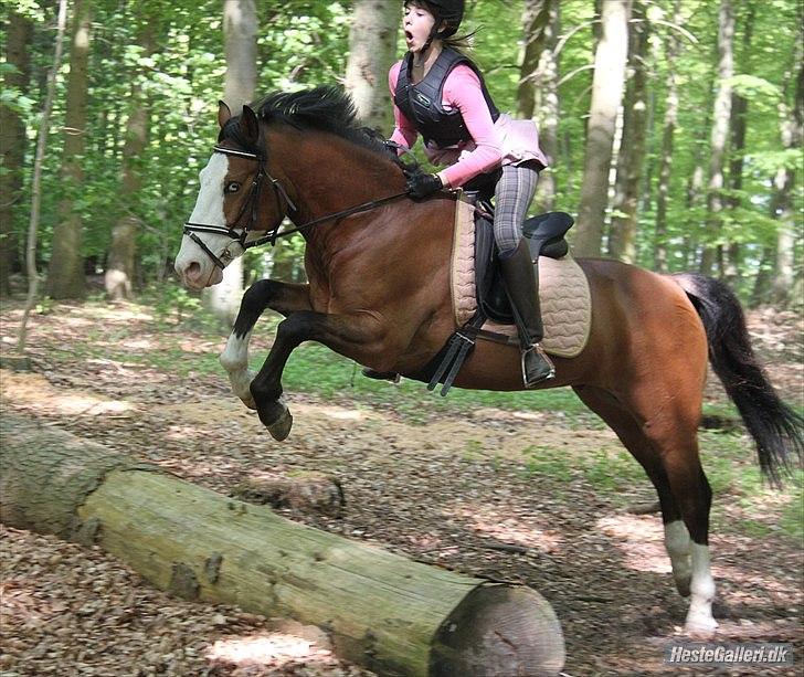 Anden særlig race Roos.Casillero Del Diablo - Stort spring xD. 5/5 ude i skoven d:
Foto: Josefine ØC billede 8