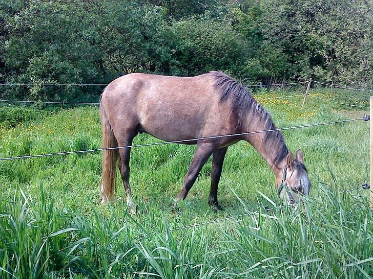 Anden særlig race Seruphus' Diddl - Diddl på sommergræs 2009 billede 1