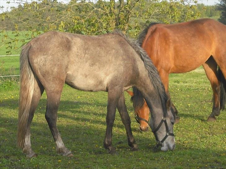 Anden særlig race Seruphus' Diddl - maj 2010 billede 2