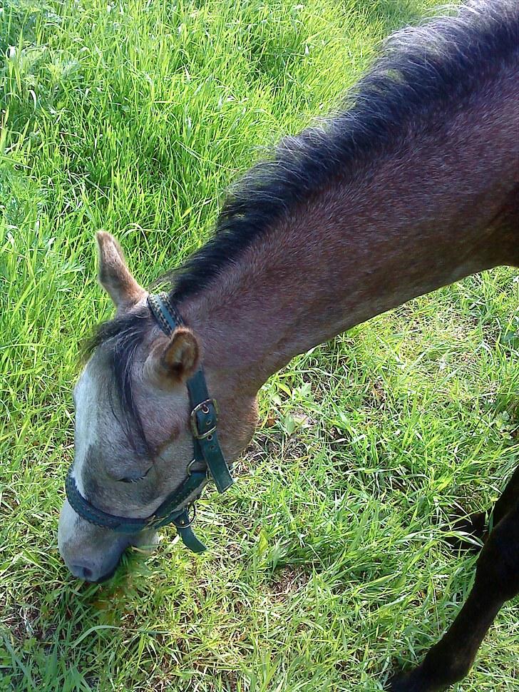Anden særlig race Seruphus' Diddl - Sommer 2009 billede 3