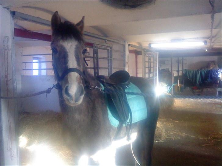 Anden særlig race Seruphus' Diddl - Hvad har de mennesker dog gang i? billede 4