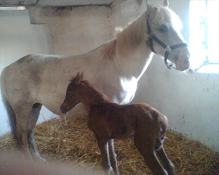 Anden særlig race Seruphus' Diddl - Diddl som nyfødt sammen med hans mor Dixi billede 5