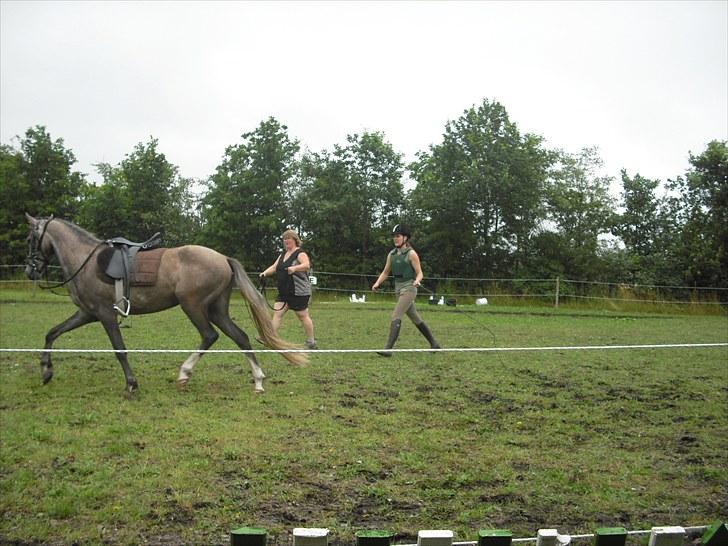 Anden særlig race Seruphus' Diddl - 28. juli  2010. Diddl gøres klar til rytter billede 6