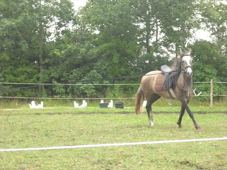 Anden særlig race Seruphus' Diddl - 28. juli 2010 billede 7