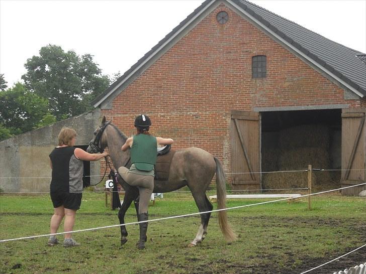 Anden særlig race Seruphus' Diddl - Jannie gør klar til at stige op. Diddl er heldigvis ligeglad med at man bruger stigbøjlerne selvom han kun har haft rytter på ganske få gange. 2010 billede 8