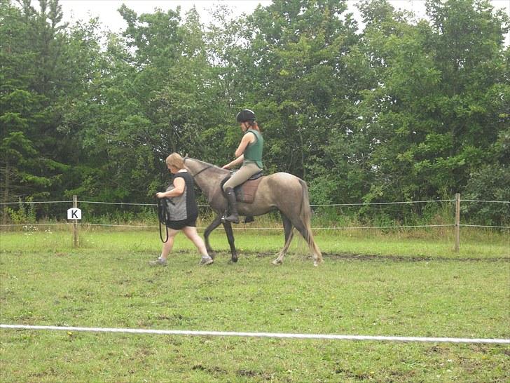 Anden særlig race Seruphus' Diddl - sikke fint det går. Senere red både Jannie og Mette trav <3  2010 billede 9