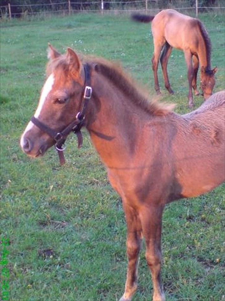 Anden særlig race Seruphus' Diddl - Sommeren 2007 billede 10