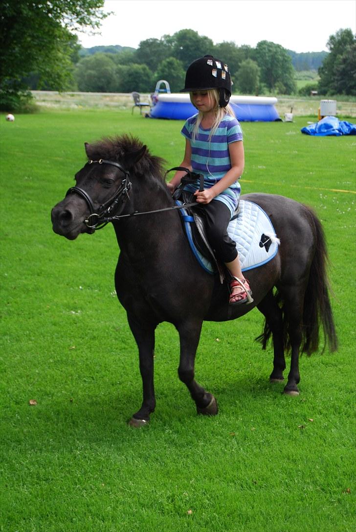 Shetlænder Sabrine - nr,19) NYT Kusine skulle lige prøve hende! (hun er blevet så god med at have rytter på ryggen!!<3 Foto: Mor :D billede 14