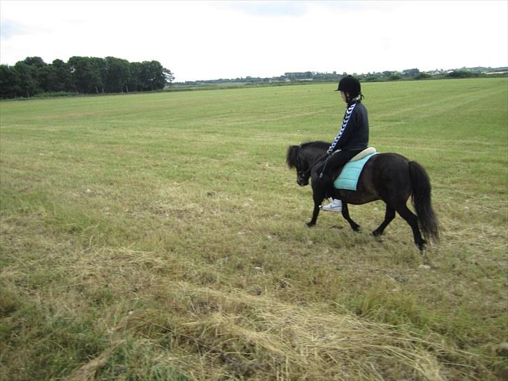 Shetlænder Ellinges Caya - Med min veninde på ryggen :´) billede 9