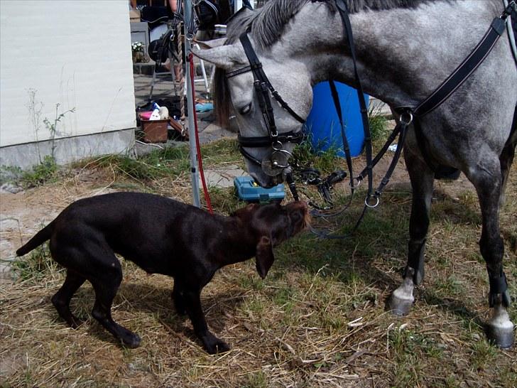 Anden særlig race Jazz B-pony :D - jazz og mig ude ved Sisse Wacherhausen;) billede 5