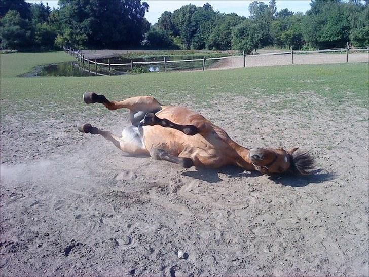Anden særlig race Star<3*Rider* - Her ruller han sig på folden efter et bad, Juli 2010. Foto: Camilla Frederiksen billede 11