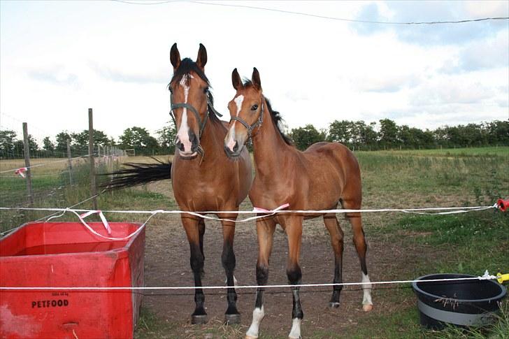 Dansk Varmblod • Charming-Boy • billede 15