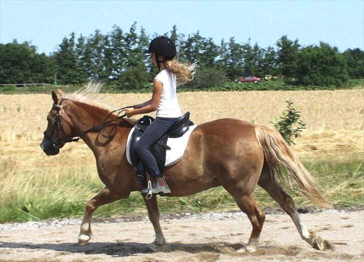 New Forest Kierketerps Knold Freya's billede 18