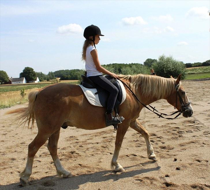 New Forest Kierketerps Knold Freya's billede 19