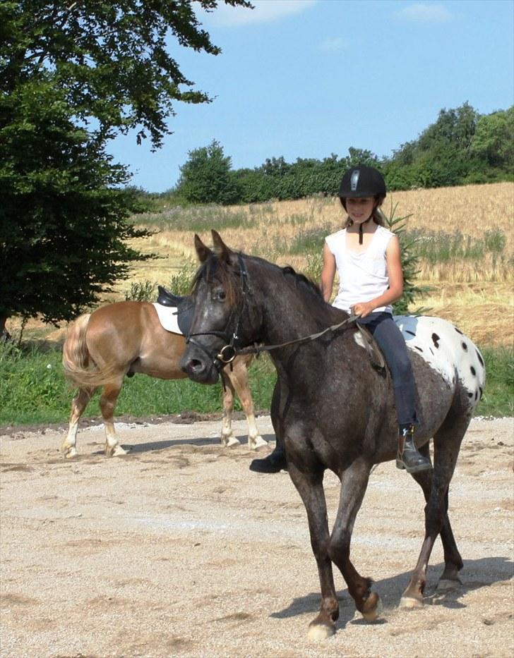 Anden særlig race Show-time (solgt) billede 18