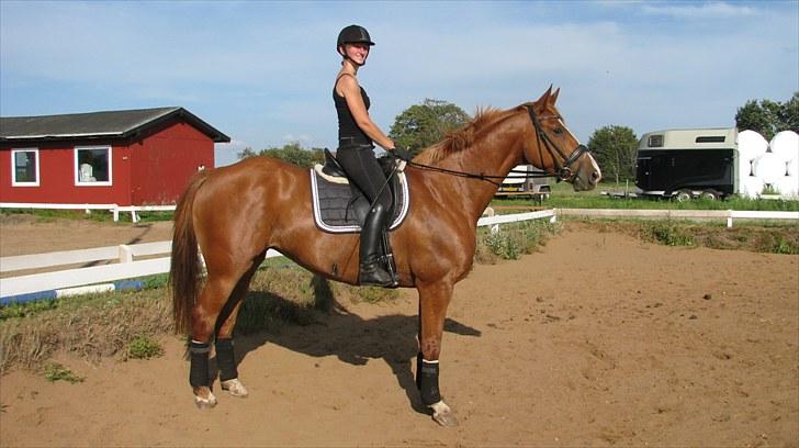 Dansk Varmblod Duet (solgt) billede 18