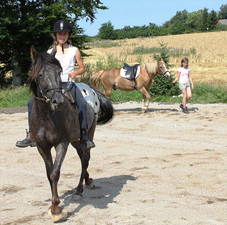 Anden særlig race Show-time (solgt) billede 19