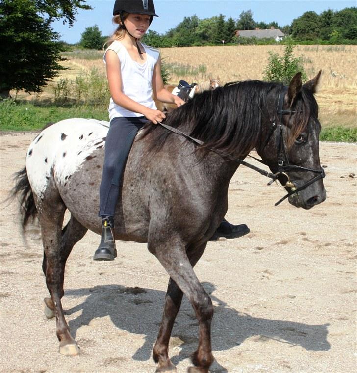 Anden særlig race Show-time (solgt) billede 20