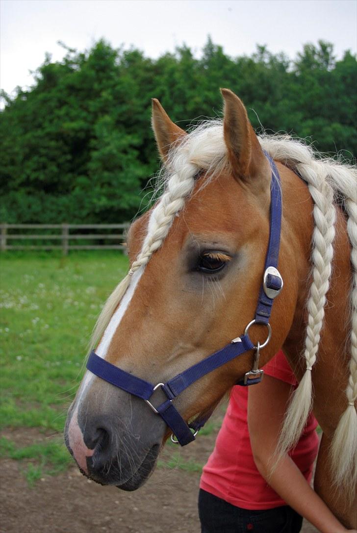 Haflinger Blue Star (BS) - 280710 <3 billede 8