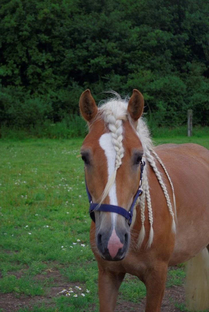 Haflinger Blue Star (BS) - 280710 <3 billede 9