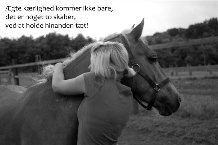 Haflinger Blue Star (BS) - 280710 <3 Ægte kærlighed kommer ikke bare, det er noget to skaber, ved at holde hinanden tæt!  billede 10