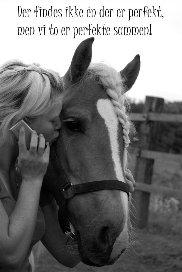 Haflinger Blue Star (BS) - 280710 <3 Der findes ikke én der er perfekt, men vi to er perfekte sammen! billede 11