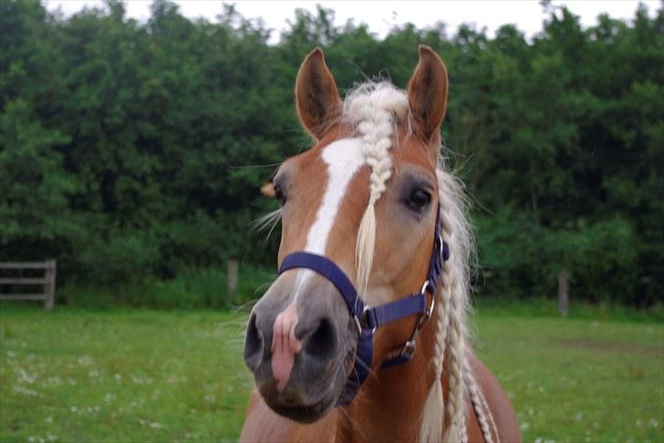 Haflinger Blue Star (BS) - 280710 <3 billede 12