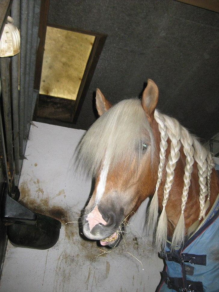 Haflinger Blue Star (BS) - ´´Smil til verden, så smiler den til dig!´´ 231010 <3 billede 13