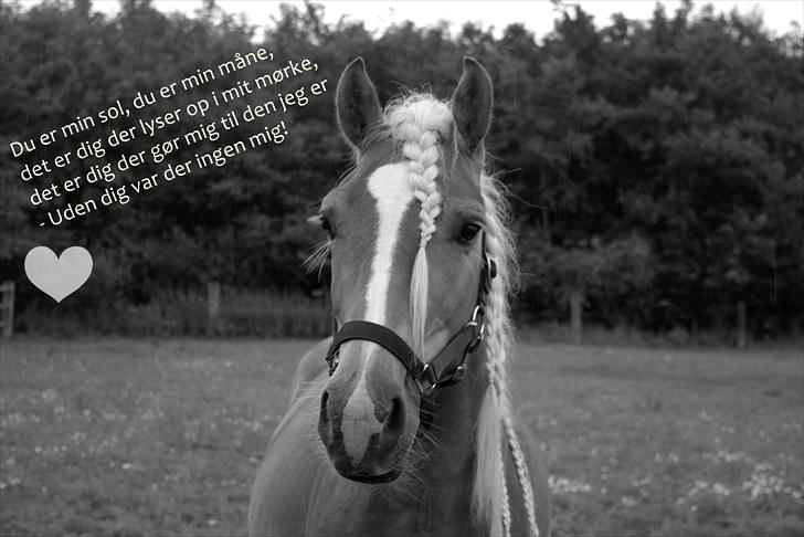 Haflinger Blue Star (BS) - 280710 <3 Du er min sol du er min måne det er dig der lyser op i mit mørke det er dig der gør mig til den jeg er - Uden dig var der ingen mig! billede 14