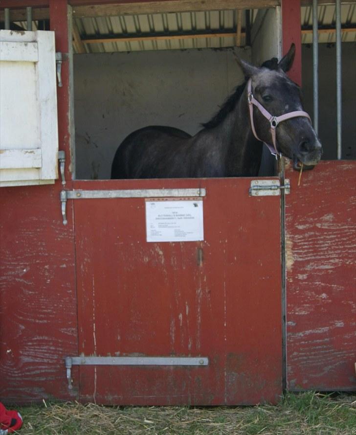 Anglo Araber (AA) Butterhill's Barbiegirl - Roskilde dyrskue 2010, 21 point ud af 24 mulige billede 19