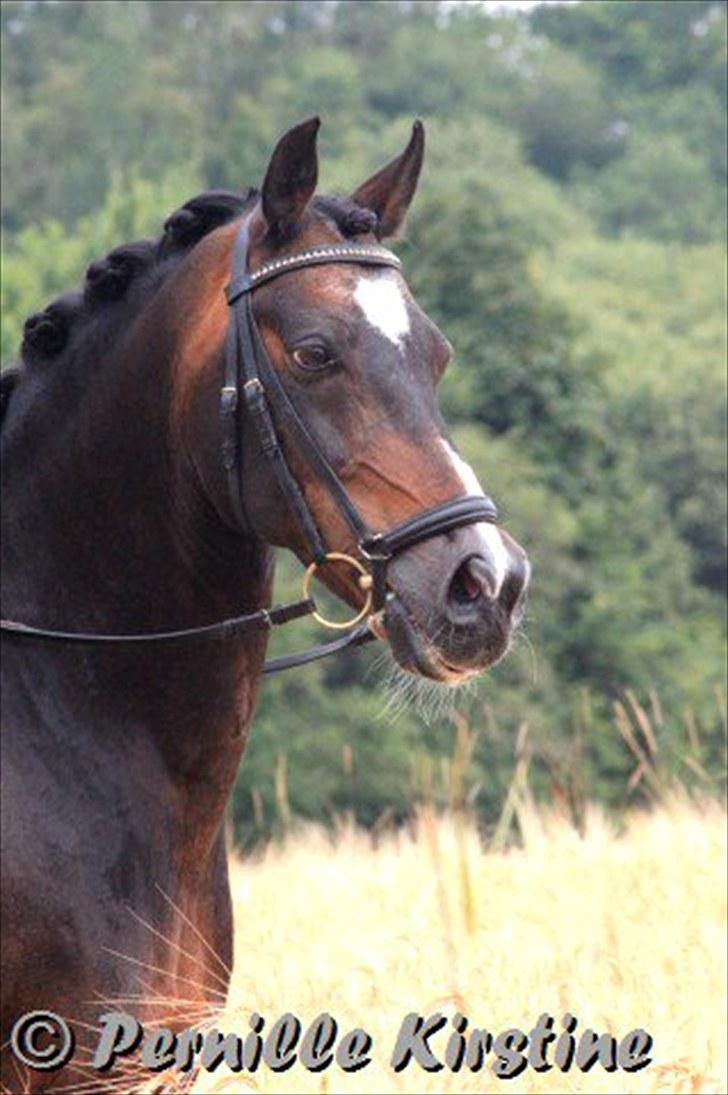 DSP Kosmo Ike - Lån - A-pony - smukke kosmo - foto pernille kirstine billede 16