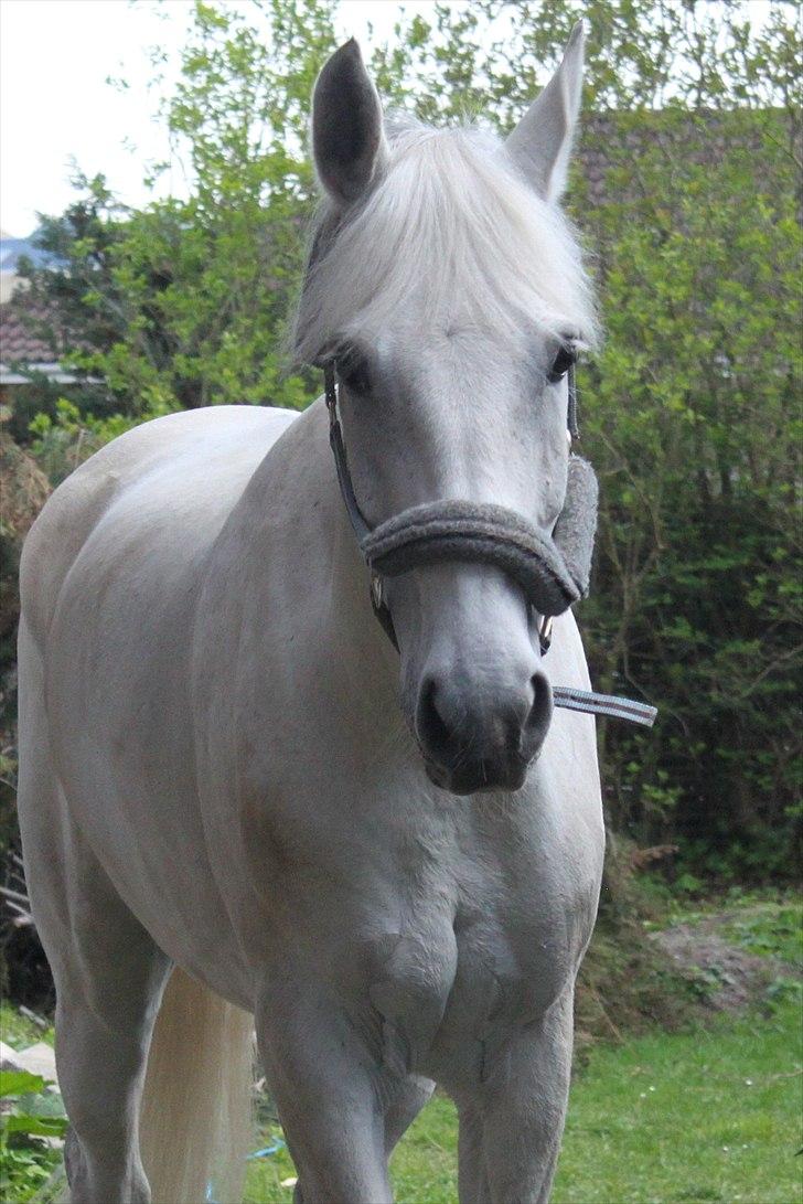 Anden særlig race Tybjerggaards Sully<3 - Velkommen til Sullys profil<3 (billedet er taget af FkA-foto/Karo) billede 1