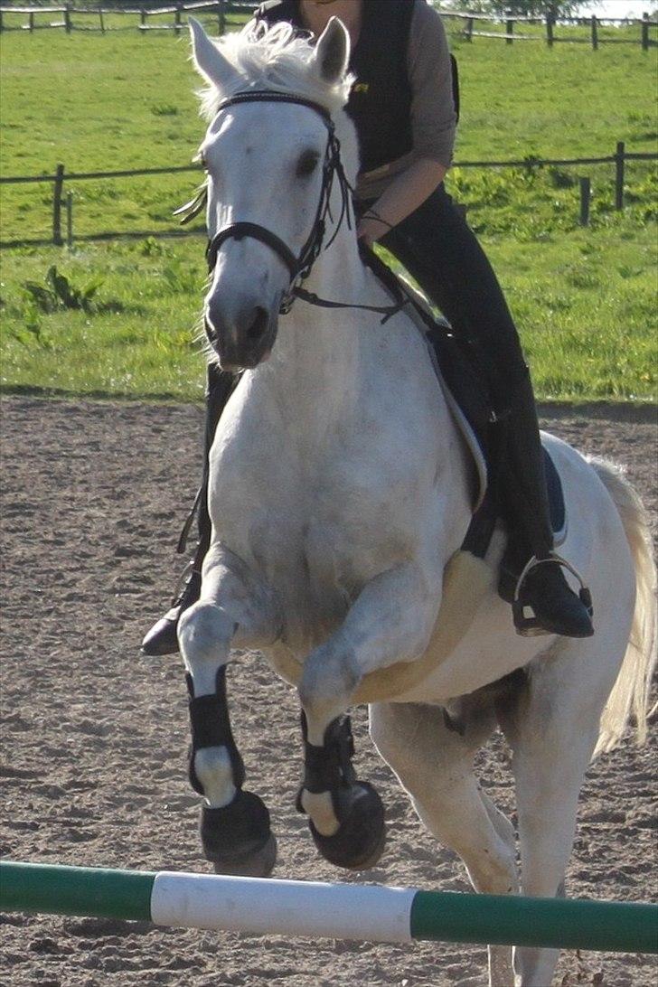 Anden særlig race Tybjerggaards Sully<3 - Sully som sprang lidt i sommers med Nanna (billedet er taget af FkA-foto/Karo tak) billede 2