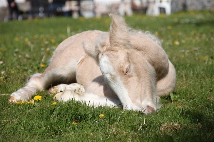 Irish Cob Rooster's Le Mans - My Sleeping Beauty..! <3 billede 1